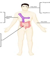 J Microbiota
